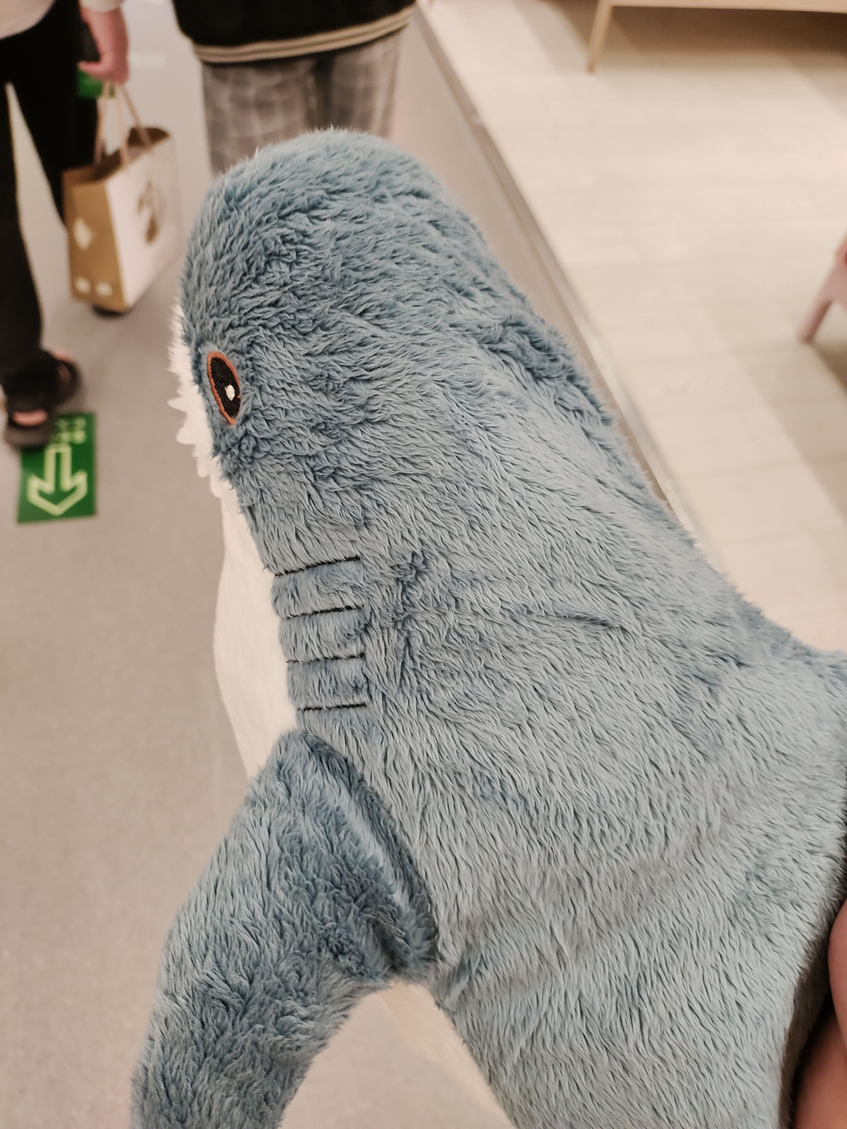 shark.jpg|500